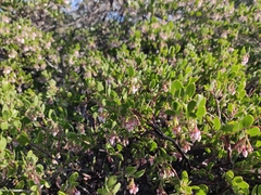 Arctostaphylos densiflora