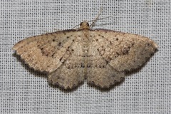 Chrysolarentia microcyma