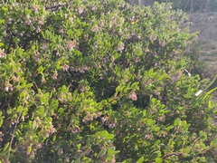 Arctostaphylos densiflora