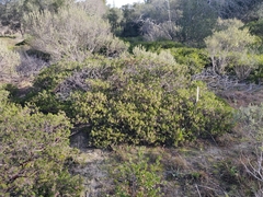 Arctostaphylos densiflora