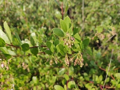 Arctostaphylos densiflora