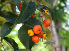 Calyptranthes chytraculia americana