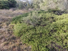 Arctostaphylos densiflora