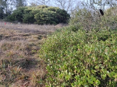 Arctostaphylos densiflora