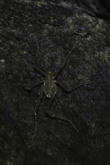 Euhadenoecus puteanus