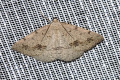 Taxeotis perlinearia