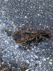 Lacunicambarus polychromatus