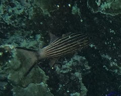 Cheilodipterus macrodon