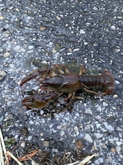 Lacunicambarus polychromatus