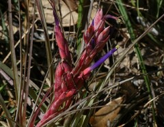 Tillandsia × floridana