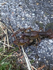 Lacunicambarus polychromatus