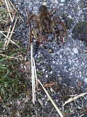 Lacunicambarus polychromatus