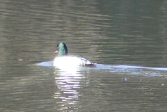 Mergus merganser merganser