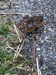 Lacunicambarus polychromatus