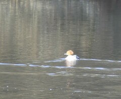Mergus merganser merganser