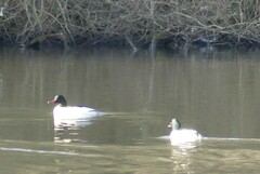 Mergus merganser merganser