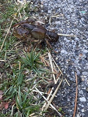 Lacunicambarus polychromatus