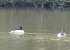 Mergus merganser merganser