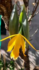 Prosthechea karwinskii