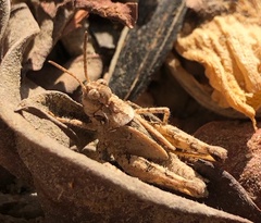 Acrotylus insubricus