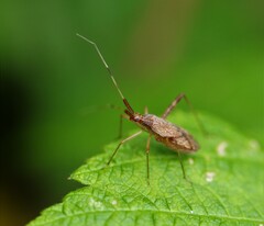 Phytocoris pallidicornis