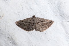 Rhoptria asperaria