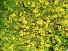 Sedum acre