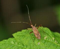 Phytocoris pallidicornis