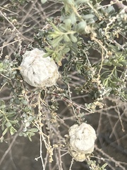 Asphondylia floccosa