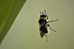 Cheilosia illustrata