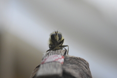 Cheilosia illustrata