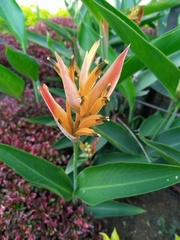Heliconia psittacorum