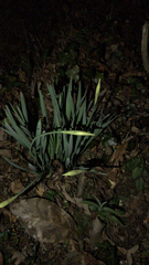 Narcissus pseudonarcissus