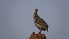 Pternistis leucoscepus