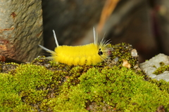 Lophocampa