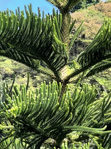 Araucaria heterophylla