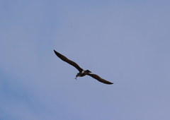 Larus delawarensis