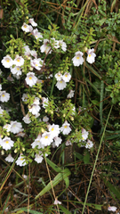 Euphrasia cuneata