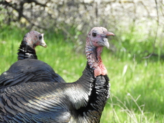 Meleagris gallopavo intermedia