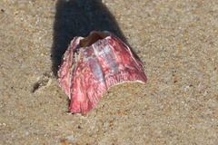 Megabalanus