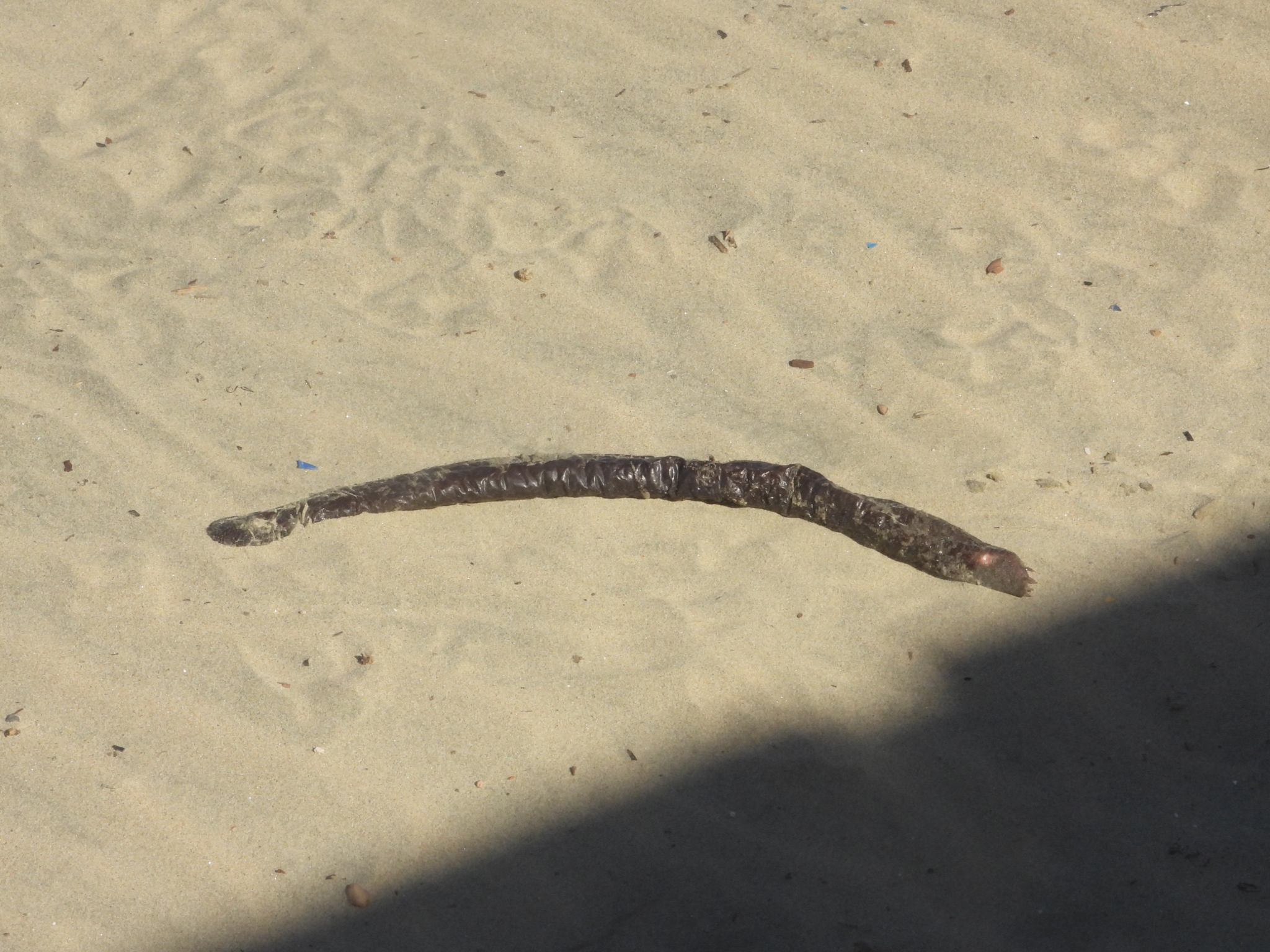 Myxiniformes