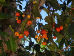 Calyptranthes chytraculia americana