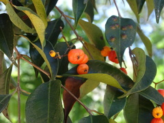 Calyptranthes chytraculia americana