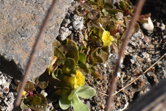 Erythranthe glabrata