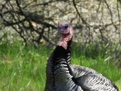 Meleagris gallopavo intermedia