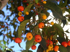 Calyptranthes chytraculia americana