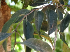 Calyptranthes chytraculia americana