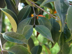 Calyptranthes chytraculia americana