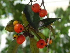 Calyptranthes chytraculia americana