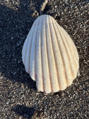 Trachycardium procerum